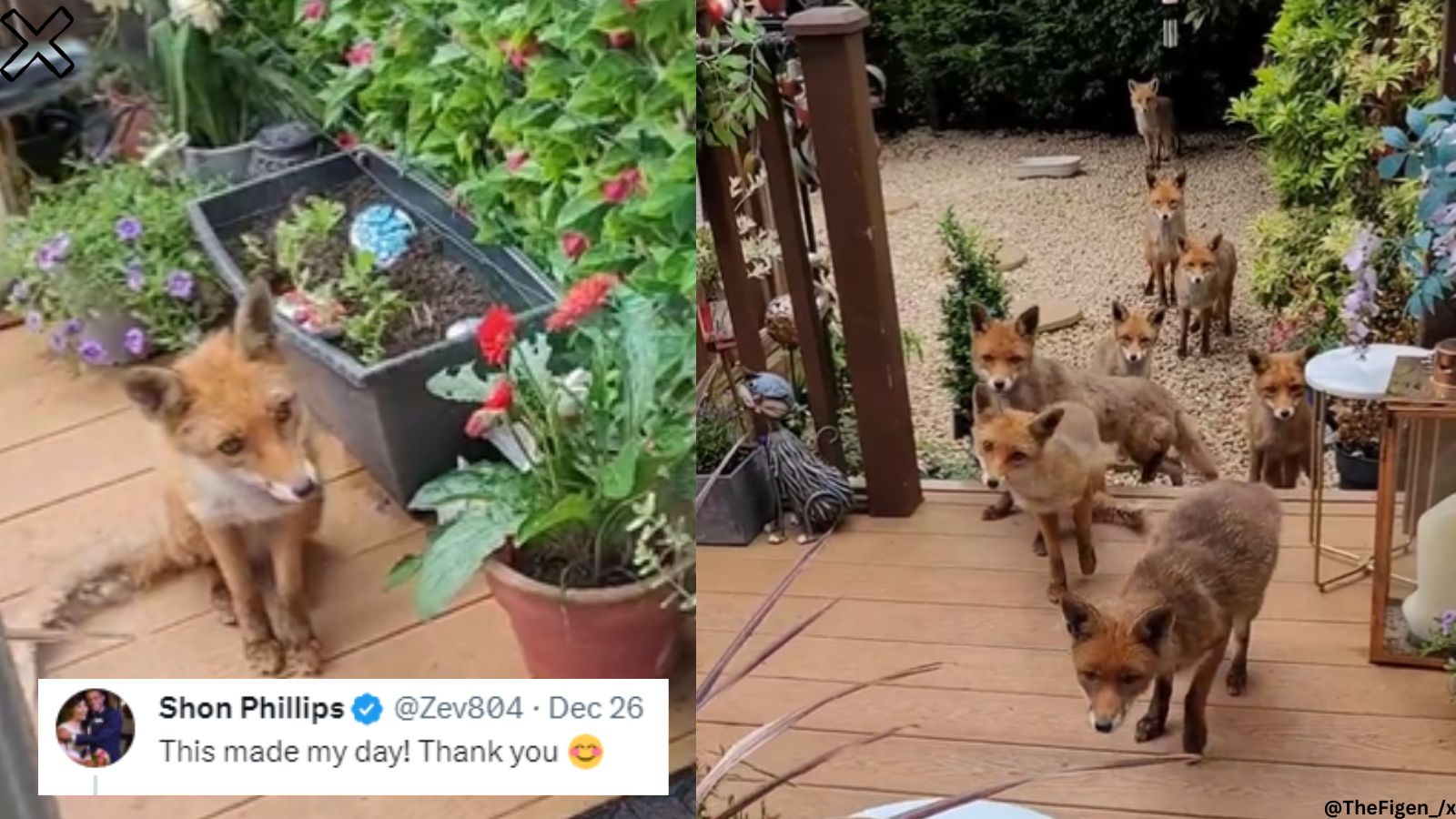 Homeowner in Scotland feeds one hungry fox, finds fox family at her