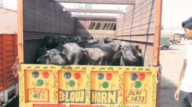 UP cattle smuggling, cattle smuggling suspect dies, UP man shot by police, cow smuggling, cow vigilantism, UP Prevention of Cow Slaughter Act, Prevention of Cruelty to Animals Act, indian express news