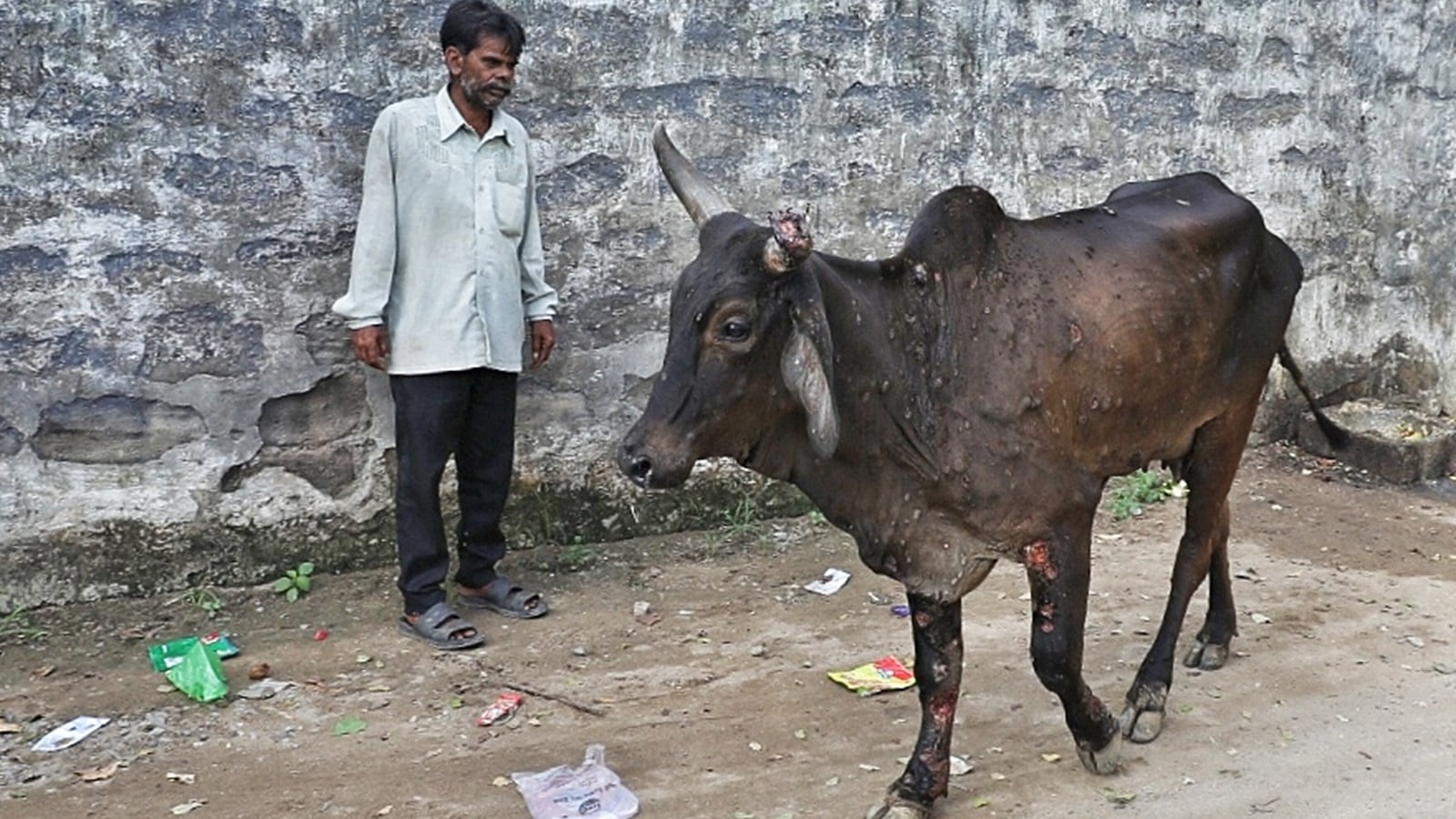 Parliamentary panel flags discrepancies in govt report on lumpy skin ...