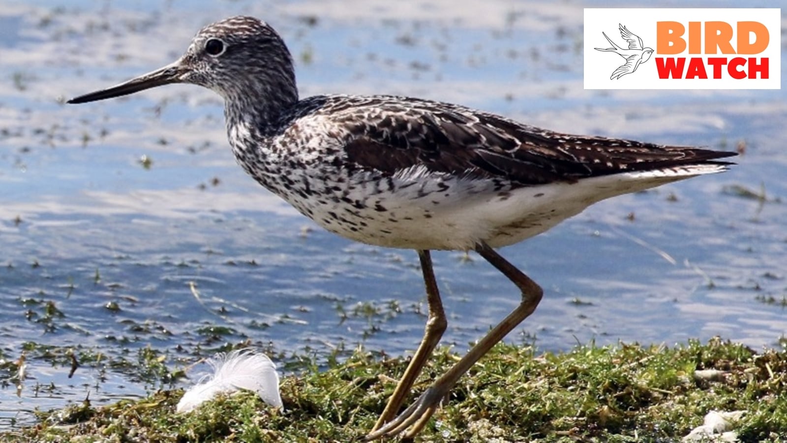 common redshank birdwatching