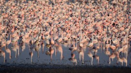 A flock of flamingos at Nadabet