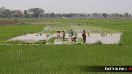 Pune agriculture