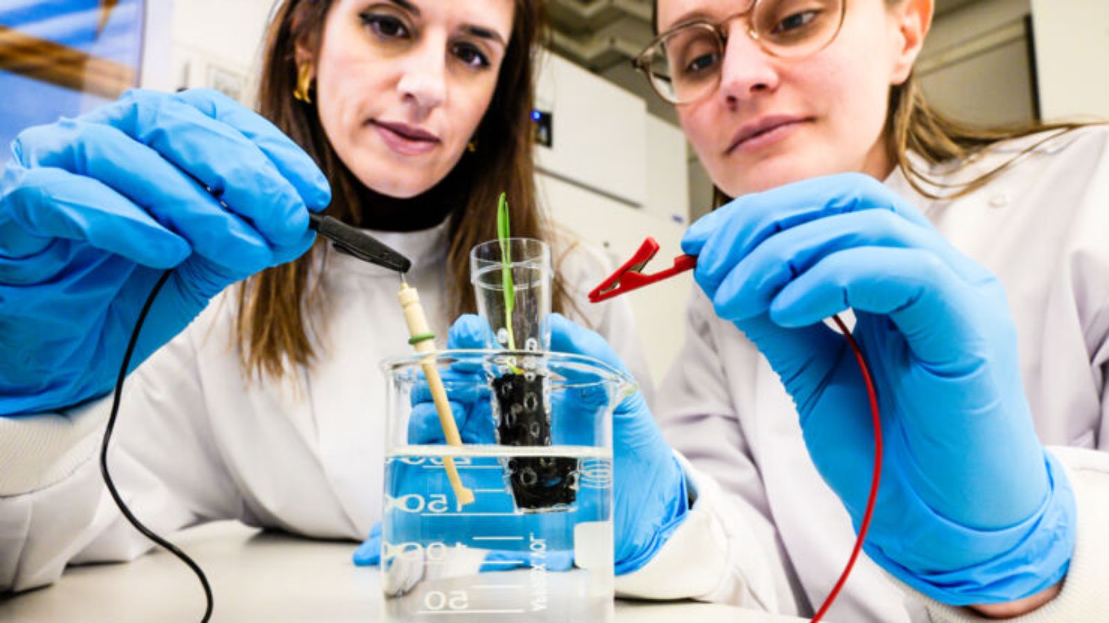 Alexandra Sandéhn, PhD student, one of the lead authors, and Eleni Stavrinidou, Associate Professor, and supervisor of the study, connect the eSoil to a low power source for stimulating plant growth.