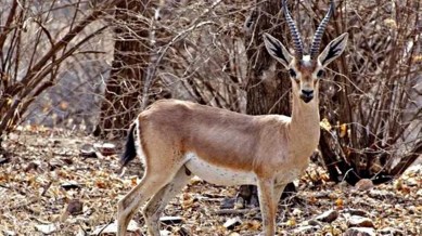 Chinkara hunting case, kutch, kutch Chinkara hunting case, Kutch cattle trader gets bail, gujarat news, gujarat forest news, latest gujarat news, gujarat news today, indian express