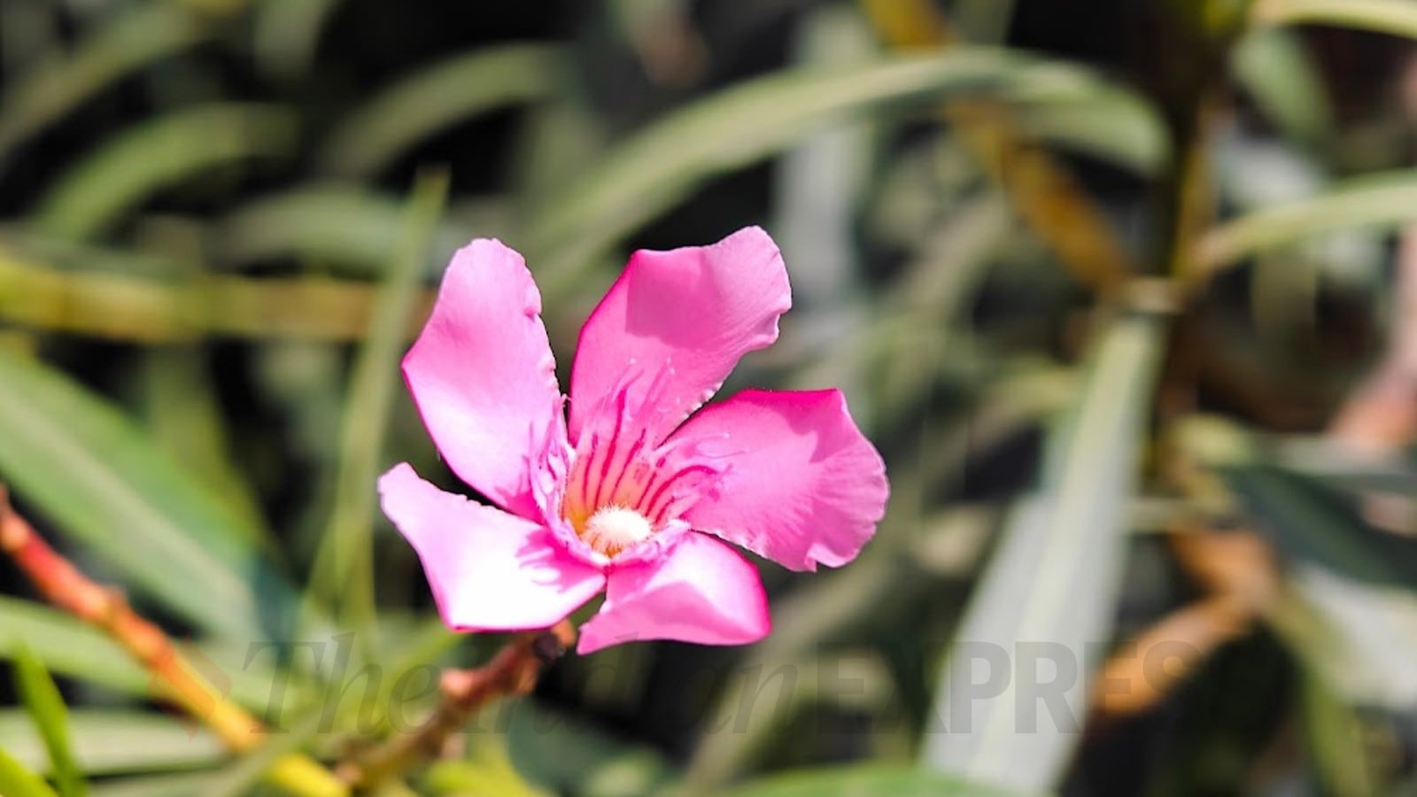 iQOO 12 camera sample