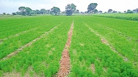 cumin farming, cumin sowing in Gujarat, rajkot, cumin, Ahmedabad news, Gujarat news, India news, Indian express, Indian express India news, Indian express India