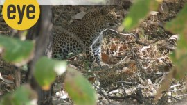 leopard_1600_ranjit lal leapord