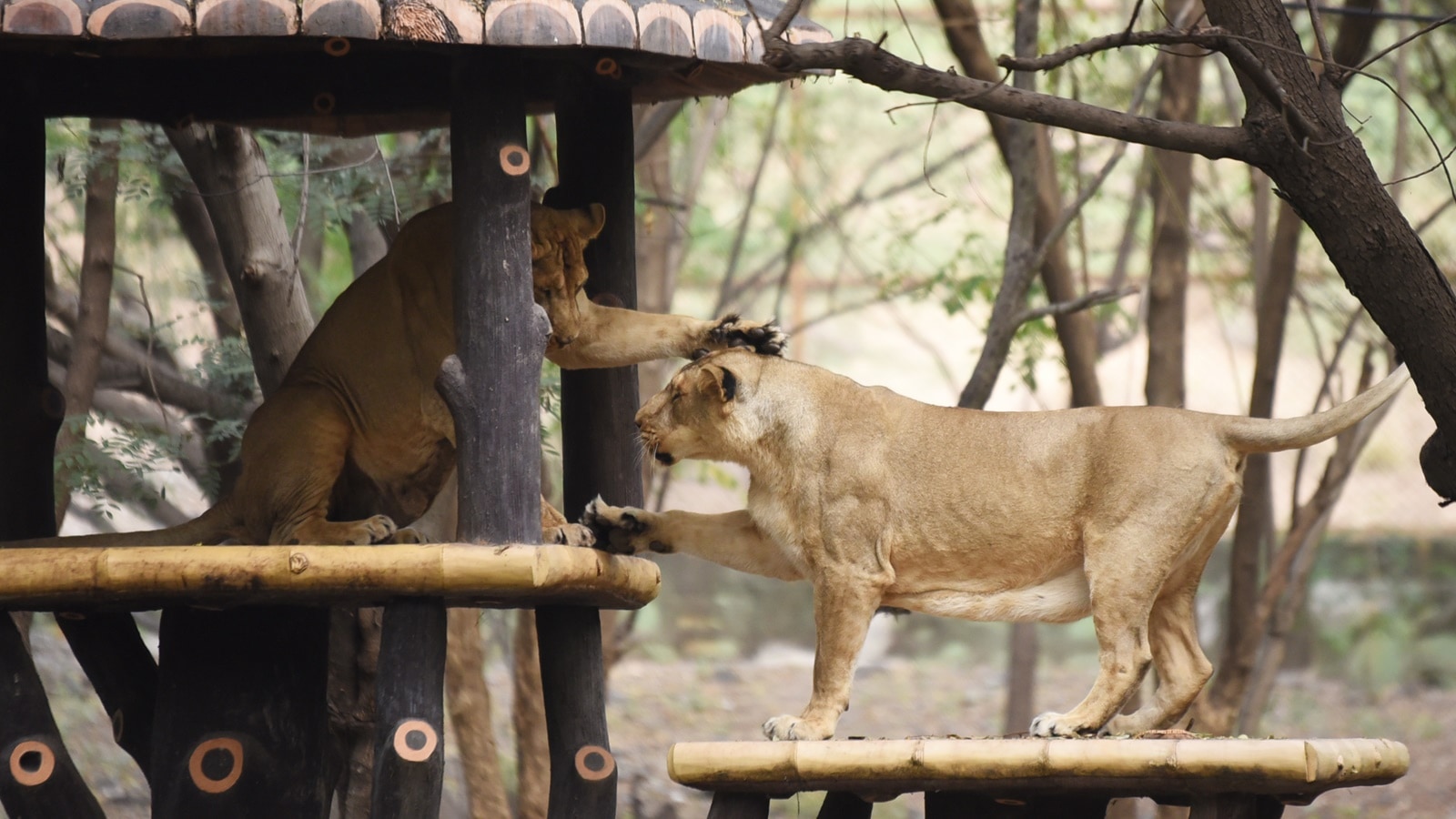 mini zoo sirmauur 