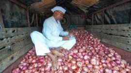 onion price