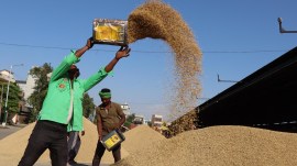 Bengal ration distribution scam, paddy procurement, Bengal paddy crops, west bengal rice millers, Untimely rain, harvesting season, low labour wages, indian express news