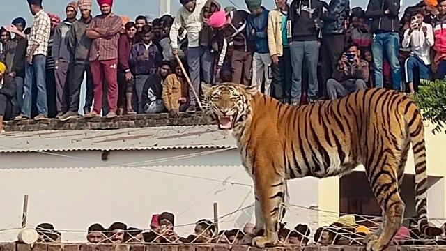 Tigress spotted sitting on UP farmhouse wall at night, tranquillised ...