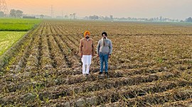 punjab crops damaged, indian express