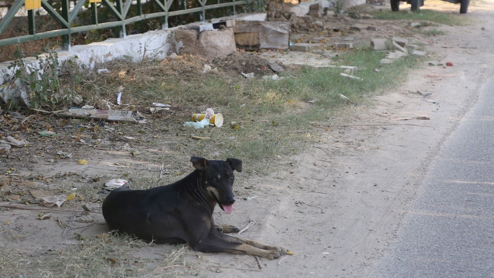 Stray dogs maul 9-yr-old boy on way to school, rescued by morning walkers
