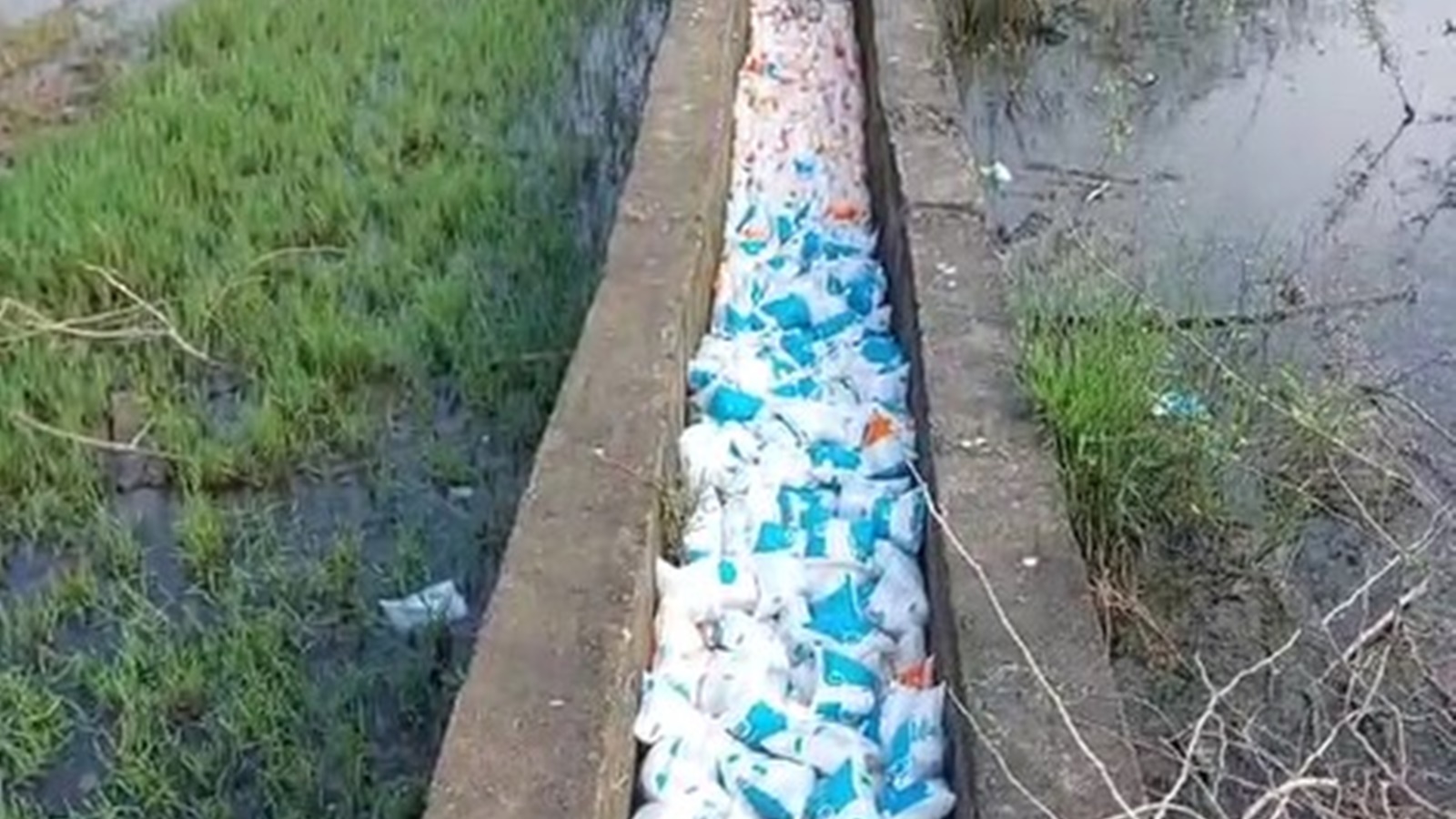 Nearly 5,000 milk packets found dumped in canal near Chennai amid