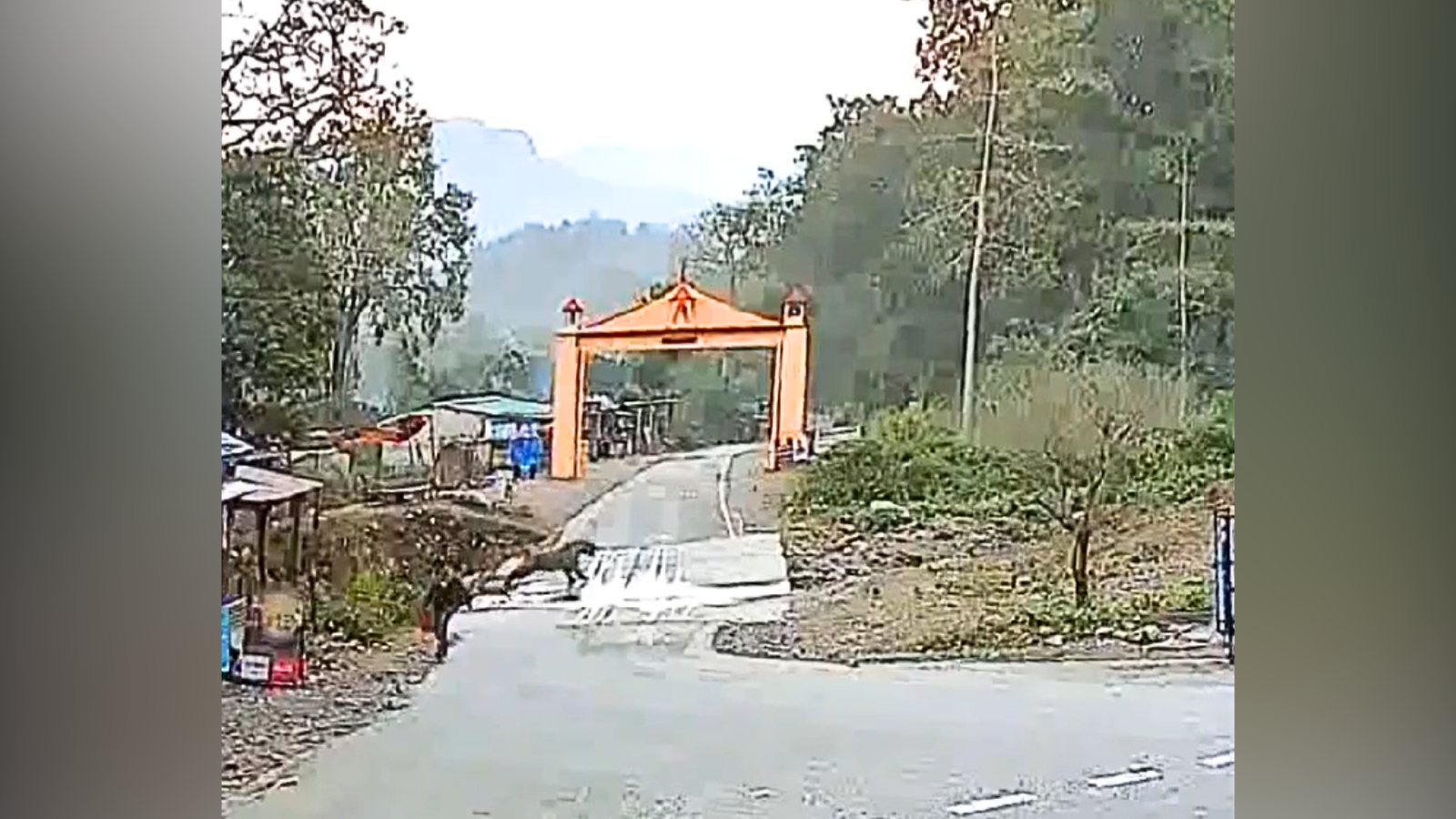 Screenshot from the video showing the tiger crossing the road at close quarters to a man. (X/@ParveenKaswan)