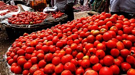 punjab, tomatoes, vande bharat, shatabdi, indian express