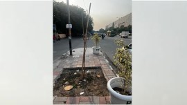 delhi tree plantation, plantation in South Extension, Delhi HC on tree plantation, Public Works Department, Delhi PWD, indian express news