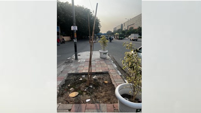 delhi tree plantation, plantation in South Extension, Delhi HC on tree plantation, Public Works Department, Delhi PWD, indian express news