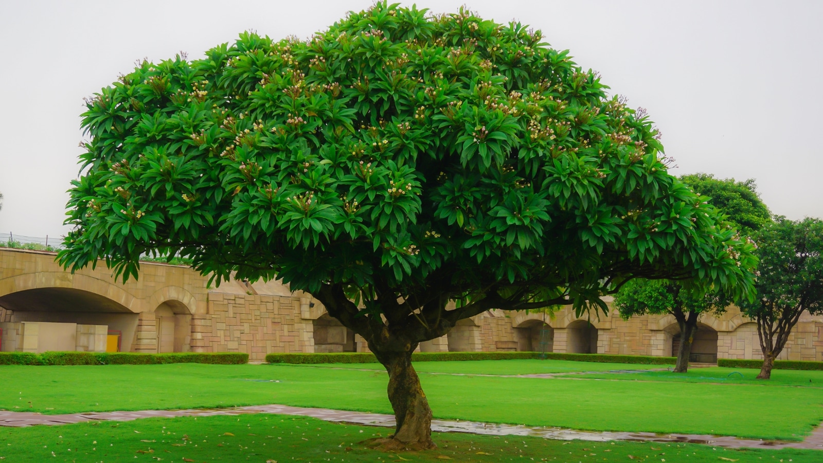 Delhi corporation launches AIbased tree census Delhi News The