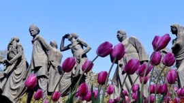 Delhi winter, Delhi temperature, NDMC, Tulip bulbs, DDA parks, Delhi L-G VK Saxena, City of Flowers, reducing procurement costs, Indian express news