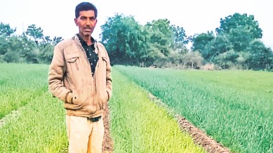 jowar and maize, rajkot, Khambhala village of Amreli district, Stem borer, pest attack, pest control, Ahmedabad news, Gujarat news, India news, Indian express, Indian express India news, Indian express India