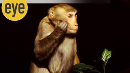 A rhesus macaque