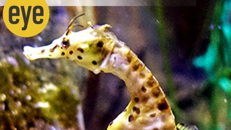 The seahorse wins the best pop award for the way he loving carries the eggs deposited by his bride after a loving tail-entwining romance