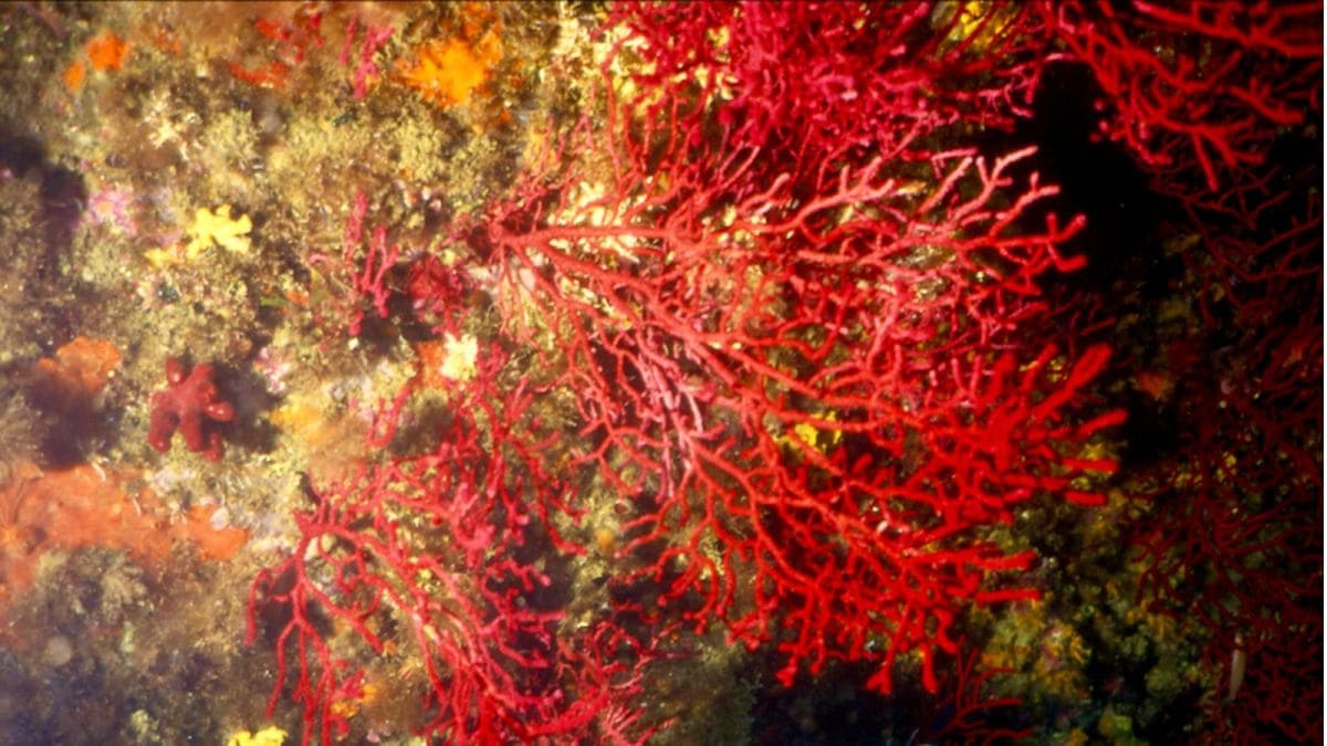 The violescent sea-whip (Paramuricea clavata) is an important part of the Mediterranean temperate reefs that are currently under threat.