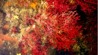 The violescent sea-whip (Paramuricea clavata) is an important part of the Mediterranean temperate reefs that are currently under threat.