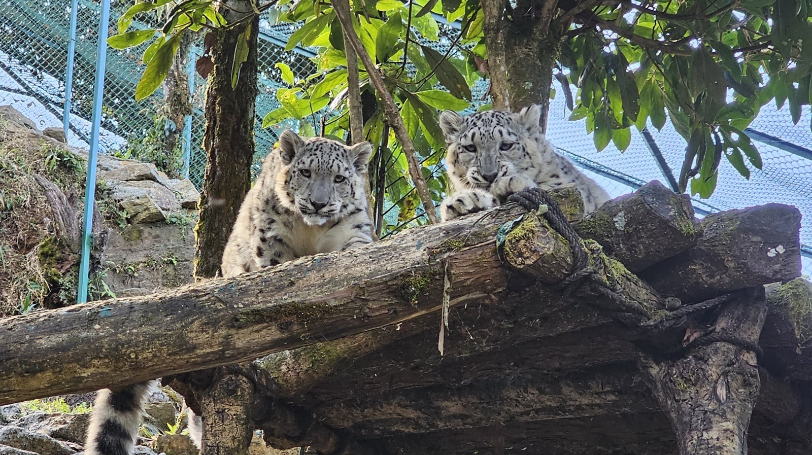 Darjeeling Snow leopards