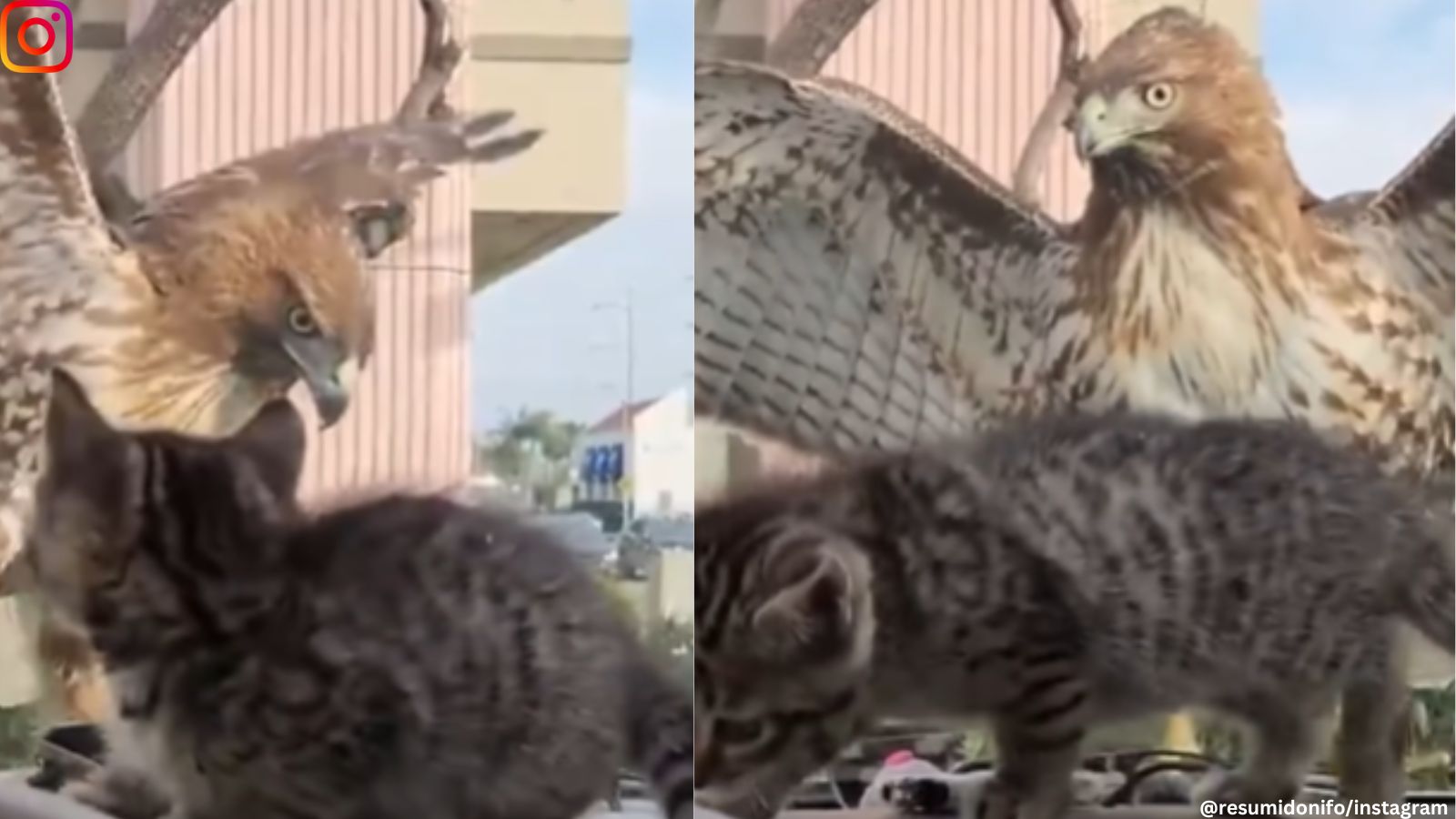 Eagle tries to attack kitten through windshield.