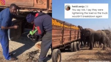 As the jumbos calmly relished the oranges, the drivers were seen trying to fix the broken-down truck.