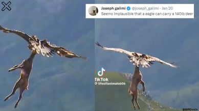 They carry the large prey by the antlers and then toss them into the cliffs.