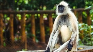 Hanuman Langur