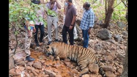 telangana tiger death