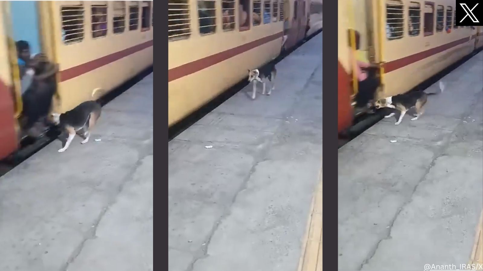 Internet wants Indian Railways to give this stray dog a job