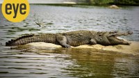 A march crocodile (representational picture)