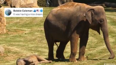 They were able to awaken the sleeping baby elephant with some gentle persuading.