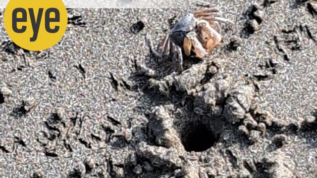 An untidy encampment of soldier crabs