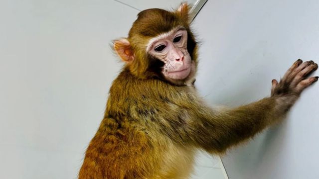 ReTro is a healthy two-year-old rhesus macaque.