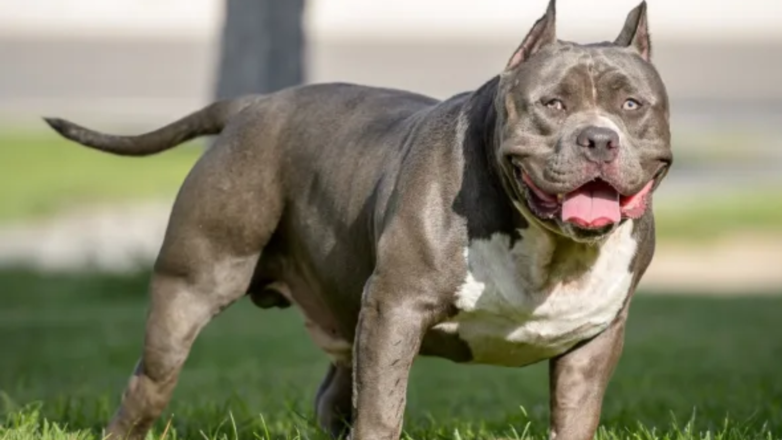 American sale bully girl