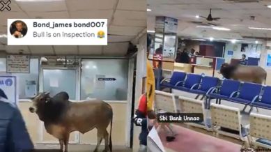 Stray bull seeks shelter in SBI bank in UP.