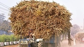 UP sugarcane price, UP cane price, state advised price, Sugarcane SAP, farmers, Uttar Pradesh govt, cane price hike, election year, Lok Sabha election 2024, indian express news