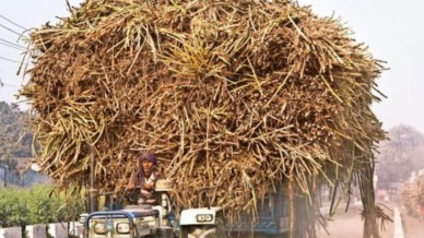File Image: Sugarcane