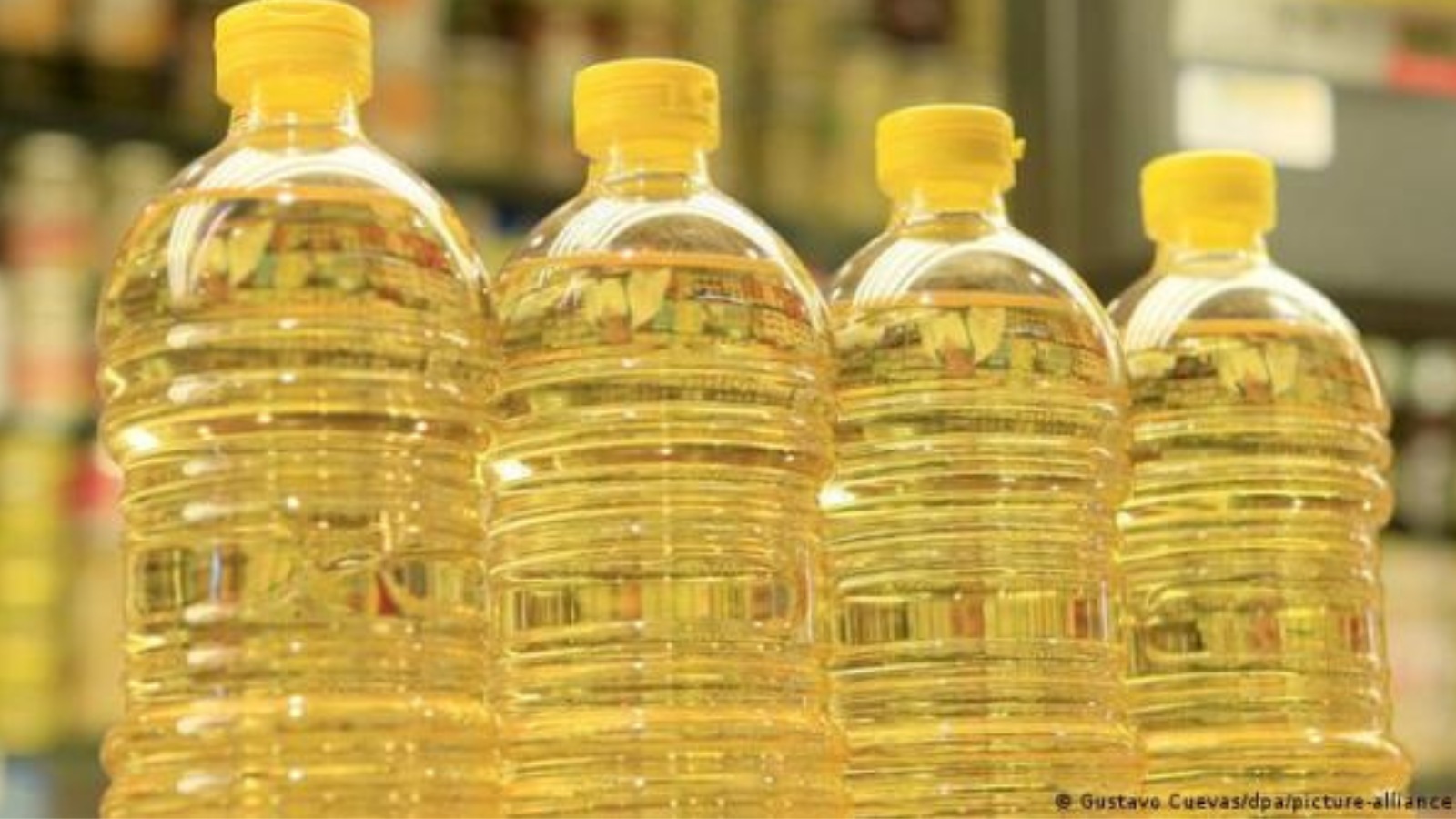 India’s sunflower imports to falter as Red Sea attacks lift freight costs