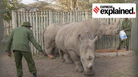 Test tube rhinos: why rebuilding doomed species is a desperate race against time