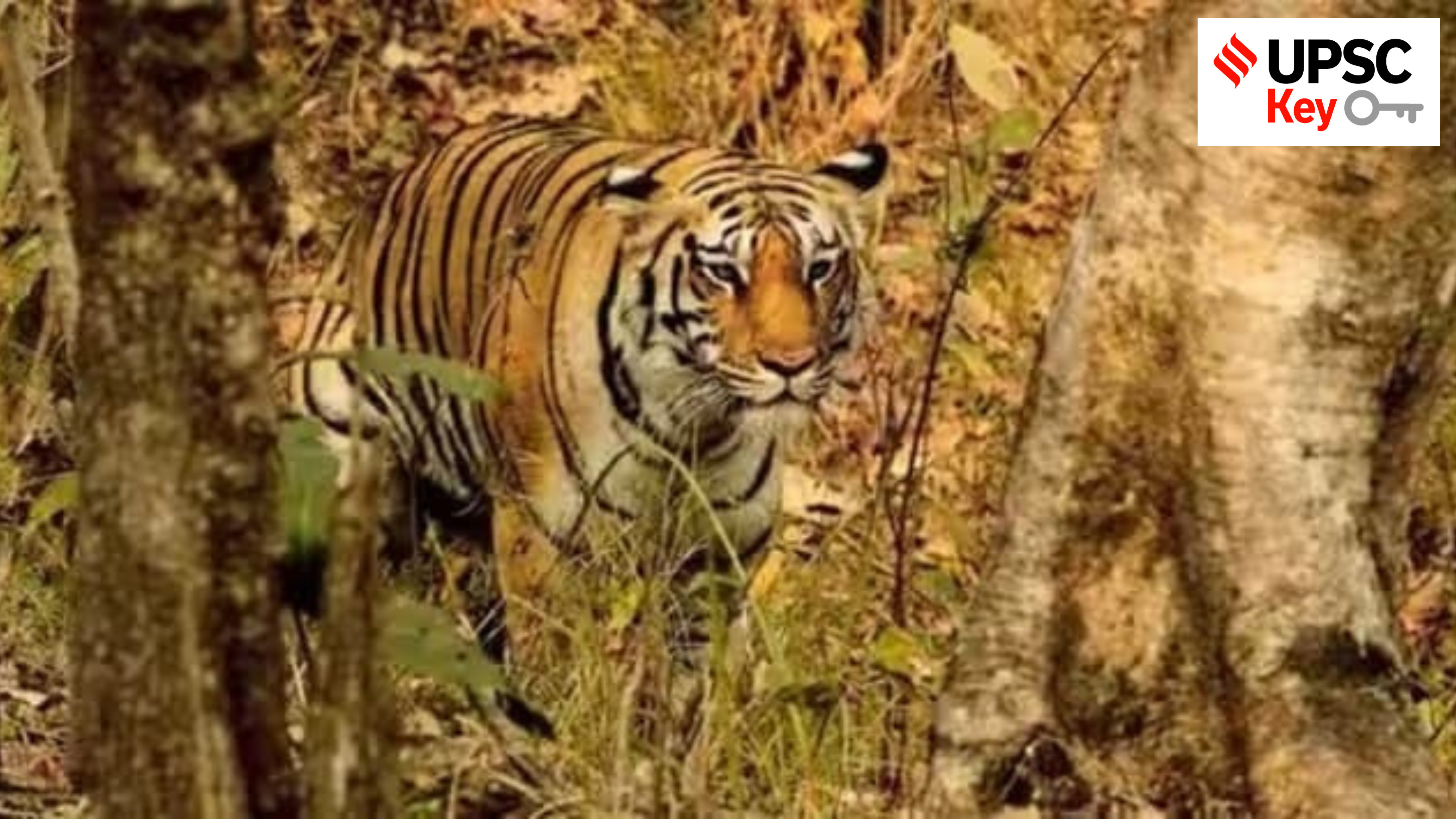 Shiv Sena MLA Claims To Have Killed A Tiger In 1987, Displays Trophy Tooth  On Neckwear