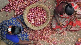 Why onion prices continue to slide despite lower sowing