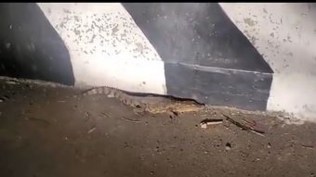 baby crocodile spotted on road