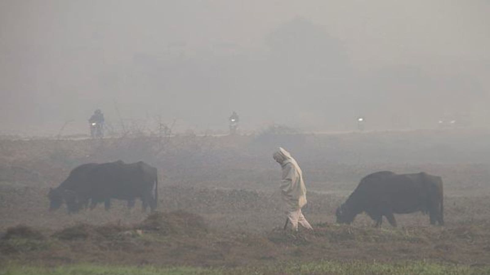 A herder keeps watch as his buffalos graze in a field during a cold and foggy winter morning